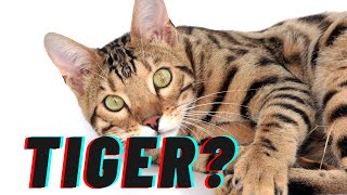 The unique traits and characteristics of bengal cats  Bengal Cat Charm [upl. by Giza937]