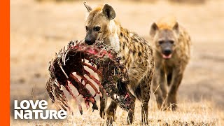 Spotted Hyena Clan Feeding Frenzy [upl. by Wilone]