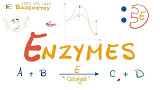 Enzymes  Catalysts  Structure amp Function  Biochemistry 🧪 [upl. by Nerred]