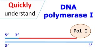 DNA polymerase I [upl. by Nadroj]