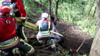 Trapped cow rescue [upl. by Antonella]