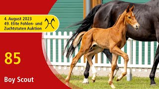 49th Verden Elite Foal OnLiveAuction Aug 4th No 85 Boy Scout by Be my Dancer  Bretton Woods [upl. by Ettedranreb]