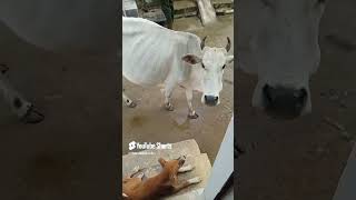 Hungary doggy babies and cow baby for food [upl. by Vitalis]