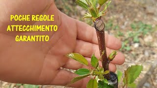 Innesto del ciliegio a spacco come e quando innestare il Prunus avium [upl. by Ellerehc]