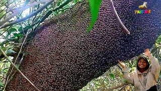 Pure Nature Wild Honey Tree Bee Yummy ASMR Honeycombs 43 [upl. by Noyart652]