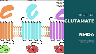 Glutamate Receptors  NMDA receptors  Lippincott Pharmacology  Ketzung [upl. by Giacinta434]