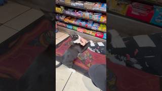 Bodega Cat NYC Edition [upl. by Charry]