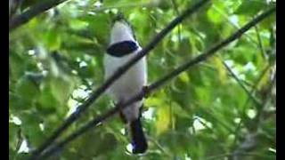 Platysteira cyanea brownthroated wattleeye [upl. by Ahsinik]