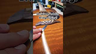 Octave Mandolin Bridge lifting [upl. by Osnofla]