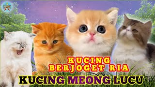 KUCING MEONG MEONG ‼️ LAGU REMIX TERBARU ANAK KUCING MEONGMEONG ‼️ KUCING LUCU NYANYI BERJOGET RIA [upl. by Wisnicki677]