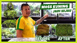 CARA MEMPERSIAPKAN MOSS amp TANAMAN SEBELUM MASUK KEVIVARIUM  TIPS MEMELIHARA MOSS BIAR HIJAU amp SEGAR [upl. by Brenton]