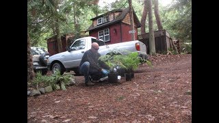 How to transplant a Australian Tree Fern [upl. by Crispas]