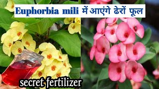 Euphorbia mili plant care  Best Fertilizer for euphorbia mili  crown of thorns [upl. by Adnirem]