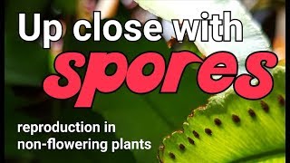 Up close with spores in ferns reproduction in nonflowering plants [upl. by Rheta]