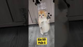 Báo đời phần 6 con xá xị 😋 cat meo pets meaocat xuhuong meodethuong catlover cutecat [upl. by Olimac454]