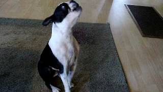 Boston Terrier singing [upl. by Ansley881]