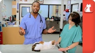 Correct Application of Flea and Tick Medication  Ask A Vet [upl. by Chauncey]