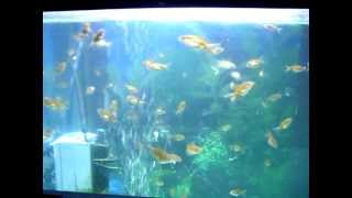 poisson rouge ponte oeufs  Hand Breeding Goldfish CLIP 04 [upl. by Jerrilyn]