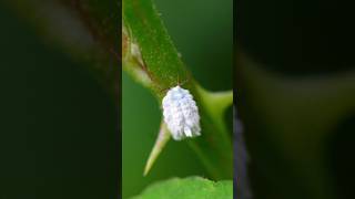 Armenian Cochineal Facts shorts insects viralshort [upl. by Nnaeirrac]