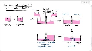 410 Osmosis An Introduction Cambridge AS amp A Level Biology 9700 [upl. by Jaela]