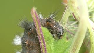 Knot Grass Caterpillar Eats Ebolo Leaf [upl. by Fennie392]