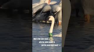 This Trumpeter Swan Is Stylish [upl. by Verdie]