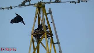 Timelapse of Jungle Crow Parents alternately Serving Food to Hungry Chicks in the Nest [upl. by Anhsirk]