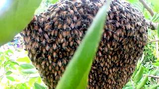 Search of Honey Bees A Forest  Honey Bees  Natures Sweetest Treasure [upl. by Notsla]