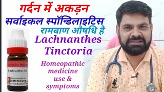 Lachnanthes Tinctoria 30 Uses in Hindi  Lachnanthes 30 Lachnanthes 200 Lachnanthes Uses in Hindi [upl. by Colver]