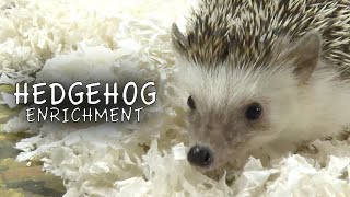 Hedgehog Enrichment [upl. by Jaco429]