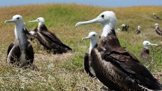 Anguilla  wildlife and heritage [upl. by Ennahoj]