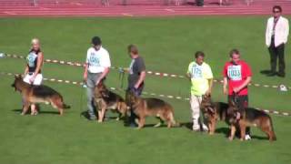 German Shepherd SIEGER Show 2009 [upl. by Idissak]