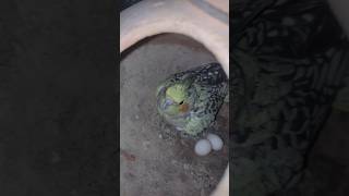 Cocktail birds birding 🪺🪺🪺🪺🪺🪺birds cockatiel viralvideo [upl. by Namaan851]