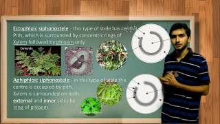 Types of Stele and its evolution in Pteridophytes [upl. by Furnary]