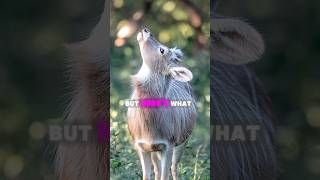 quotA mysterious musk deer with fangs blending into a misty forestquot [upl. by Soelch313]