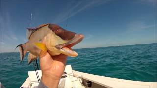 Catching Hogfish on Spinning Gear in Marathon Florida [upl. by Yliah]