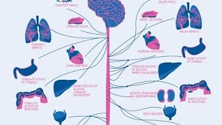 Adrenergic neurotransmission 3 [upl. by Daven]