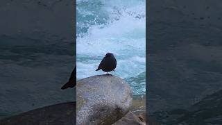 Plumbeous water Redstart birdKasolbeautifulnaturetravelhimachalindiashortsviraltrending [upl. by Sirovart]