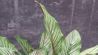 How To Take Care Indoor Plant In Winter [upl. by Terbecki]