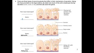 Classification of Exocrine glands Merocrine Apocrine and Holocrine glands [upl. by Adnamas646]