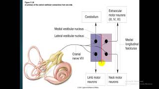 Vestibular system  dr Atef  Vestibular Nucleus فسيولوجي [upl. by Karee826]