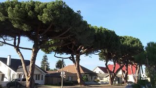 Some historic trees in Lompoc are scheduled to be cut down [upl. by Bosch]