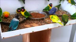 Masked lovebirds Agapornis personatus feeding  again [upl. by Curtis556]