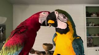 Macaws love orange slices [upl. by Schulein]