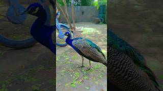 MasaAllah beautiful peacock  mor ki khubsortipeacock mor wildlife [upl. by Lathan]