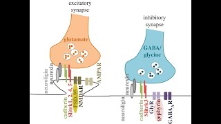 Excitatory Neurotransmitters and Examples [upl. by Blackmore]