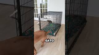 Perro aprende a cerrar puerta y encierra a su hermano Gato [upl. by Ludeman956]