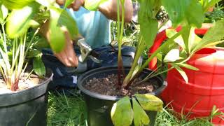 How to tidy up your hellebores after flowering [upl. by Martyn]