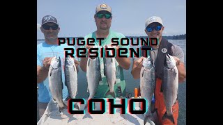 Catch More PUGET SOUND Resident Coho Rigging Tips Flashers Dodgers Spoons and CutPlugs [upl. by Harrad]