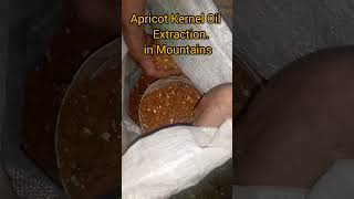 Apricot Kernel Oil Extraction with Local Machine apricotoil useful skardu gilgitbaltistan [upl. by Larret]